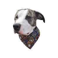 Star Wars Dog Sticker by Geekster Pets