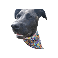 Waffles Star Wars Dog Sticker by Geekster Pets