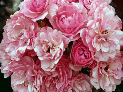 flower GIF