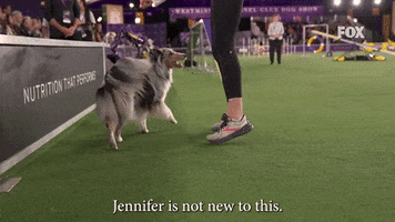 Westminster Dog Show Bee GIF by Westminster Kennel Club