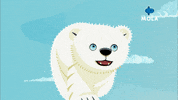 Polar Bear Reaction GIF by Mola TV Kids