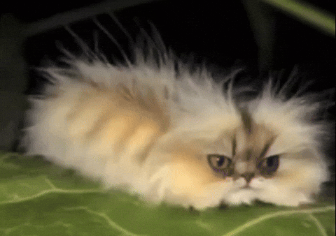 Caterpillar Cat Eating GIF