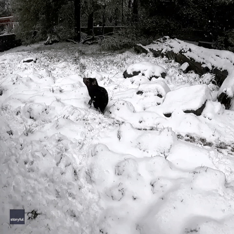 Adorable Tasmanian Devil Greets Snow With a Yawn