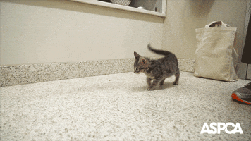 Surprised Under Control GIF by ASPCA
