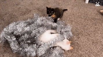 Holiday Kittens 