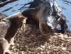crocodile GIF