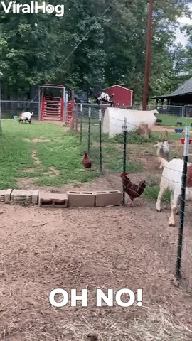 Goat Pushes Its Luck Jumping Fence