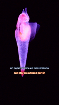 Into The Deep GIF by Monterey Bay Aquarium