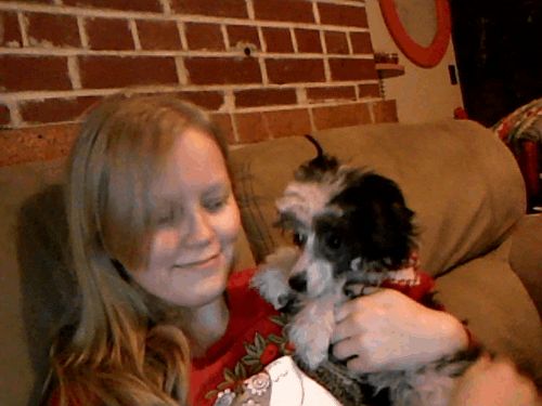 chinese crested kiss GIF