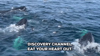 Boaters Get Breathtaking View of Humpback Whales