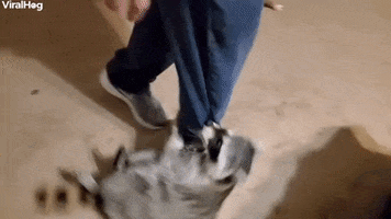 Racoon Acts Like Typical Toddler GIF by ViralHog