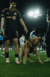 Son Heung-Min Dog GIF by Major League Soccer