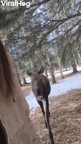 Raised Rescued Moose Still Follows Around Human Mom GIF by ViralHog