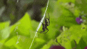 GIF by KARE 11
