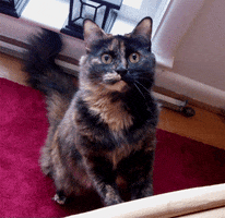 my cat she has such a ridic face herhugebugeyes GIF by Maudit