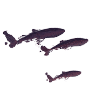 whales Sticker by Travel Oregon