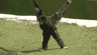 GIF by Giphy QA