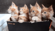 kittens playing GIF by ViralHog