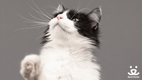 excited cat GIF by Best Friends Animal Society