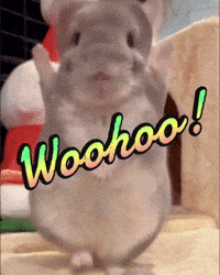 Chinchilla Sue GIF