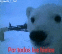 Scared Bear GIF