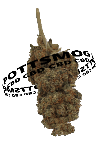 Cannabis Cbd Sticker by PottSmog