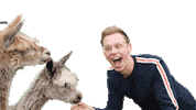 Bauer Sucht Frau Alpaca Sticker by Sven H. Photography