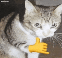 Cat Follow GIF