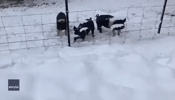 Pigs in a Snow Blanket: Hogs Explore After Rare Snowfall in Rural Australia