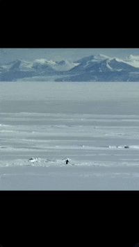 Sidhu Moose Wala GIF