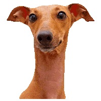 Italian Greyhound Wink Sticker