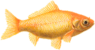 JenkoSternbergDesign social media fisch jenko goldfisch Sticker
