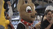 epchihuahuas baseball mascots chico el paso GIF