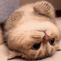 Cat Sleeping GIF