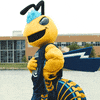 cedarville yellow jackets ohio GIF by Cedarville University