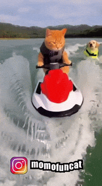 Swimming Dog GIF