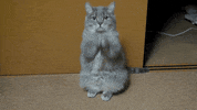 taylor swift interview GIF