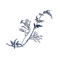 beefbar-nightingale illustration nature flower plant Sticker