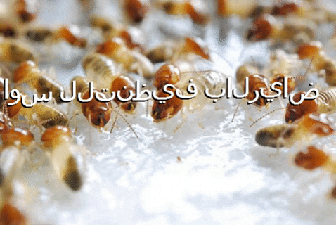 dreamhouse giphygifmaker دريم هاوس للتنظيف بالرياض GIF