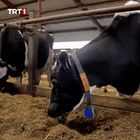 Look What GIF by TRT