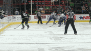 Black Bears GIF by Binghamton Black Bears
