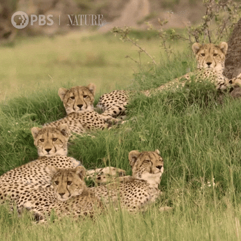 Big Cat Cats GIF by Nature on PBS
