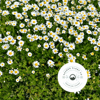 SacredPlantCo  GIF