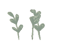 Flower Plants Sticker by La Fête Chocolat