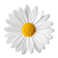 Flower Daisy Sticker by Yeo Valley