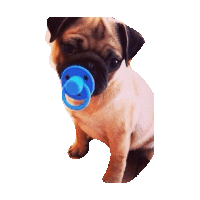 pug STICKER by imoji