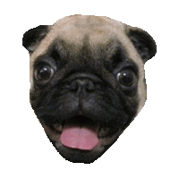 pug STICKER by imoji