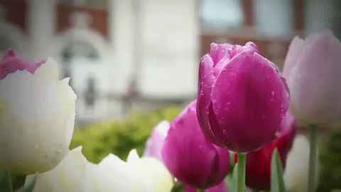 flowers spring GIF by Eastern Kentucky University