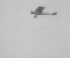 flying charles lindbergh GIF by Timeline
