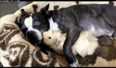 guinea pig love GIF by Cheezburger